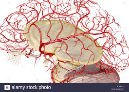 Sintomi neuropsichiatrici associati alla malattia dei piccoli vasi cerebrali: una revisione sistematica e una meta-analisi